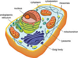 http://ib.bioninja.com.au/standard-level/topic-1-cell-biology/12-ultrastructure-of-cells/eukaryotic-cells.html
