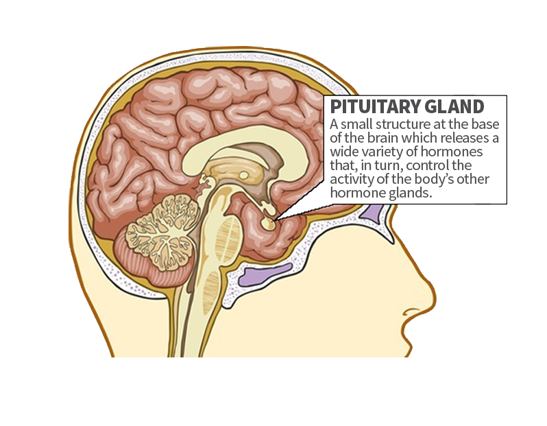 http://endocpa.com/wp-content/uploads/2015/09/pituitary-glands.png