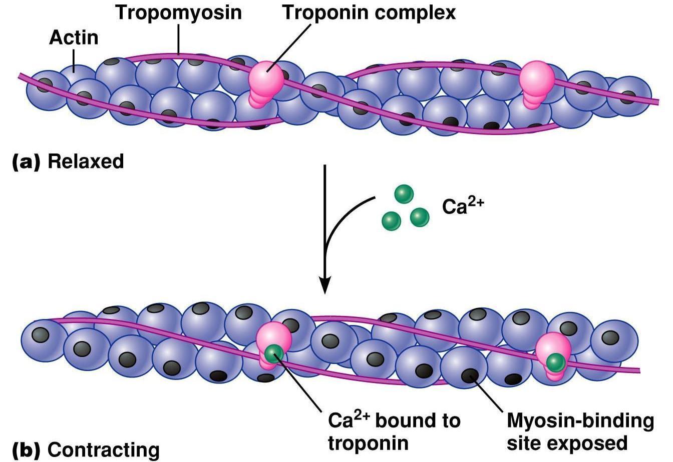 Актин ткань. Тропонин миозин нити. Активация актина. Тропонин на актине. Тропонин и тропомиозин.