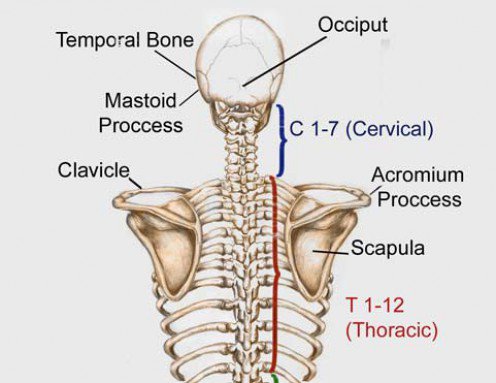 What Are The Bones Called In Your Neck Shoulder Area And Upper Back Socratic