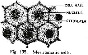 Meristematic cells