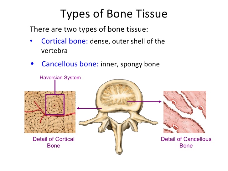 Vertebrae are examples of what type of bones? | Socratic