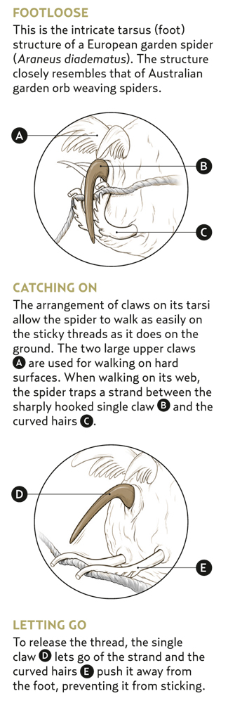 http://www.australiangeographic.com.au/topics/wildlife/2014/06/why-spiders-dont-stick-to-their-webs