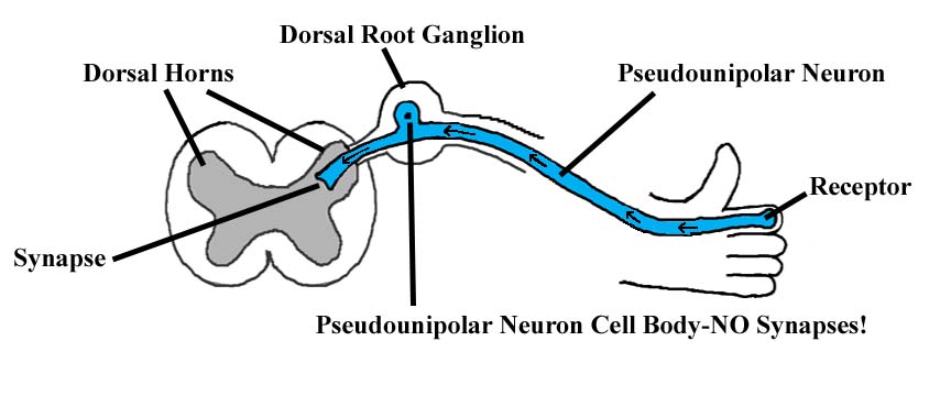 http://www.med.umich.edu/lrc/coursepages/m1/anatomy2010/html/modules/spinal_cord_module/spinalcord_10.html