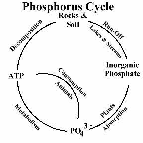 http://www.starsandseas.com/SAS%20Ecology/SAS%20chemcycles/cycle_phosphorus.htm