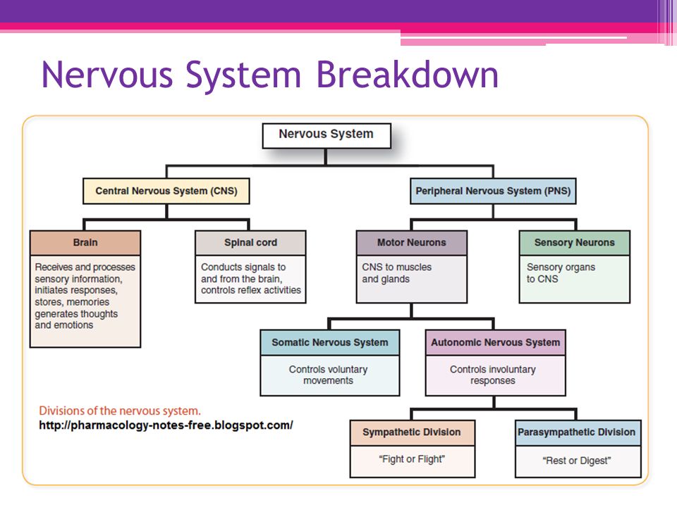 What Part Of The Nervous System Sends Signals To The Muscles That Are 