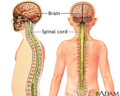http://www.encognitive.com/images/central-nervous-system.jpg