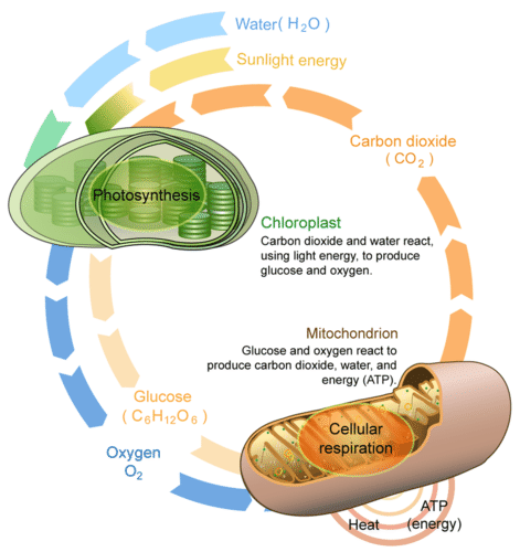 http://www.ck12.org/life-science/Connecting-Cellular-Respiration-and-Photosynthesis-in-Life-Science/lesson/Connecting-Cellular-Respiration-and-Photosynthesis-MS-LS/