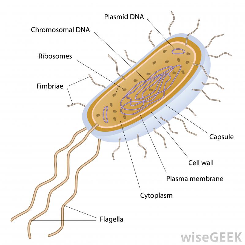 images.wisegeek.com/labeled-bacterium-with-flagella.jpg