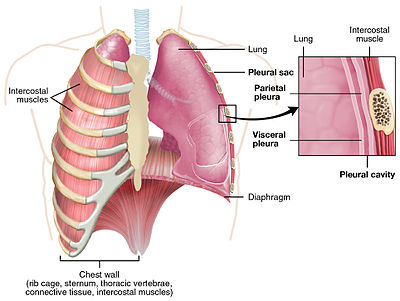 https://upload.wikimedia.org/wikipedia/commons/thumb/0/0d/2313_The_Lung_Pleureajpg/400px-2313_The_Lung_Pleureajpg