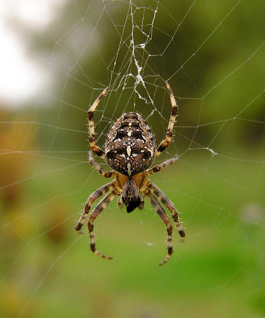 http://www.naturespot.org.uk/species/garden-spider