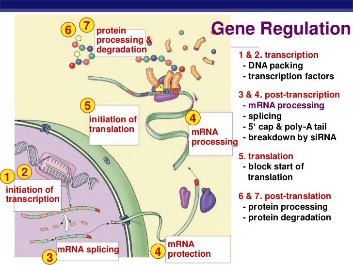 What is gene regulation? | Socratic