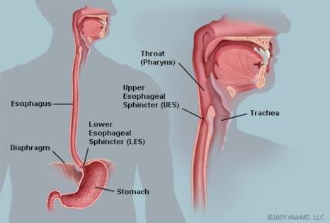 www.webmd.com/digestive-disorders/picture-of-the-esophagus