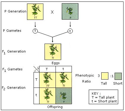 http://images.tutorvista.com/content/heredity-and-variation/mendels-monohybrid-inheritance.jpeg