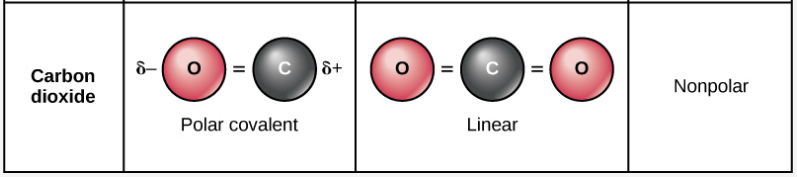 What are some nonpolar covalent bond examples in living things? | Socratic