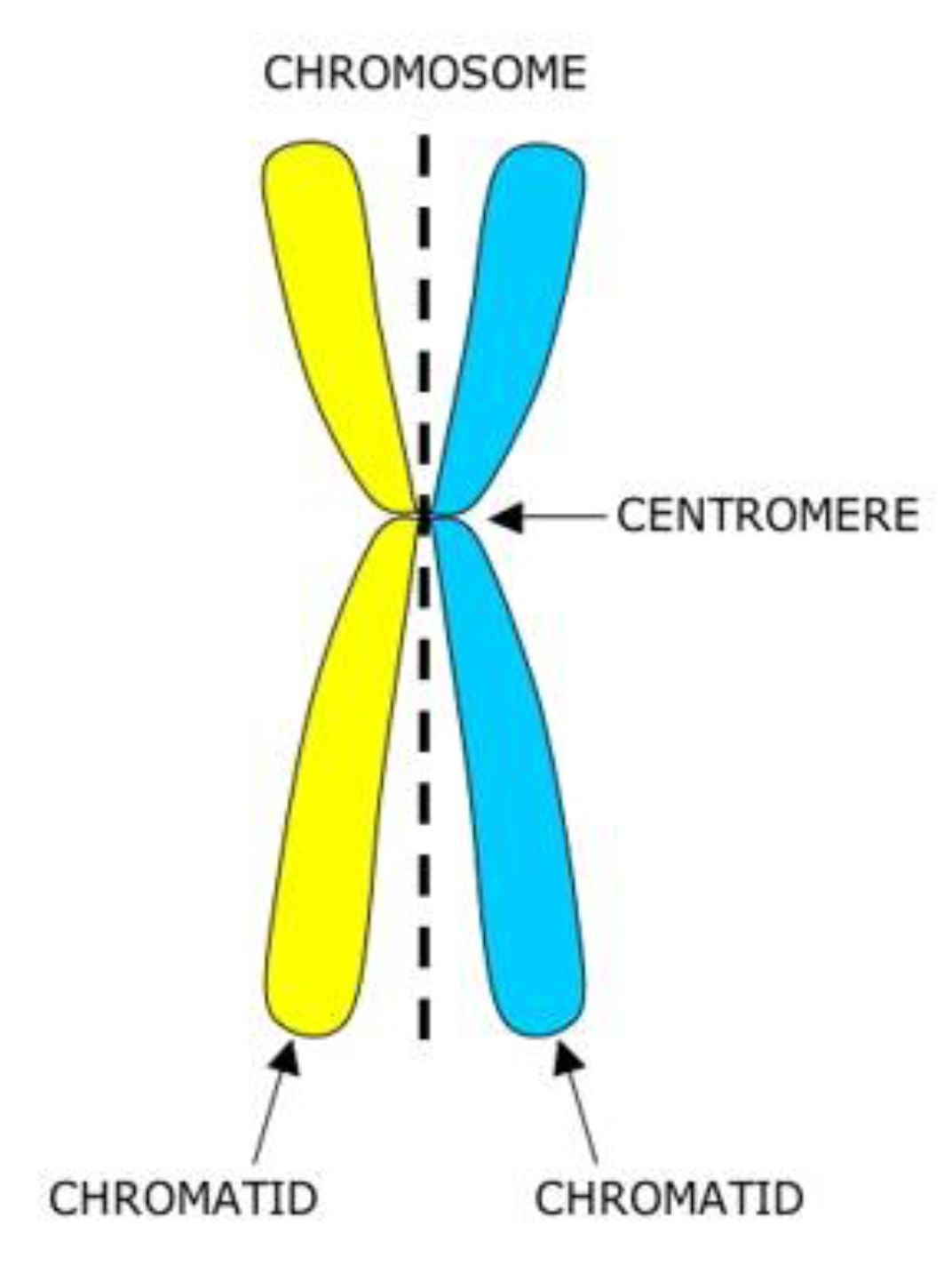 What is the name of the structure that connects the two chromatids