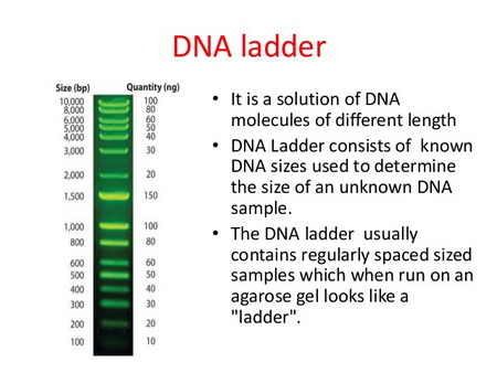 DNA Ladder