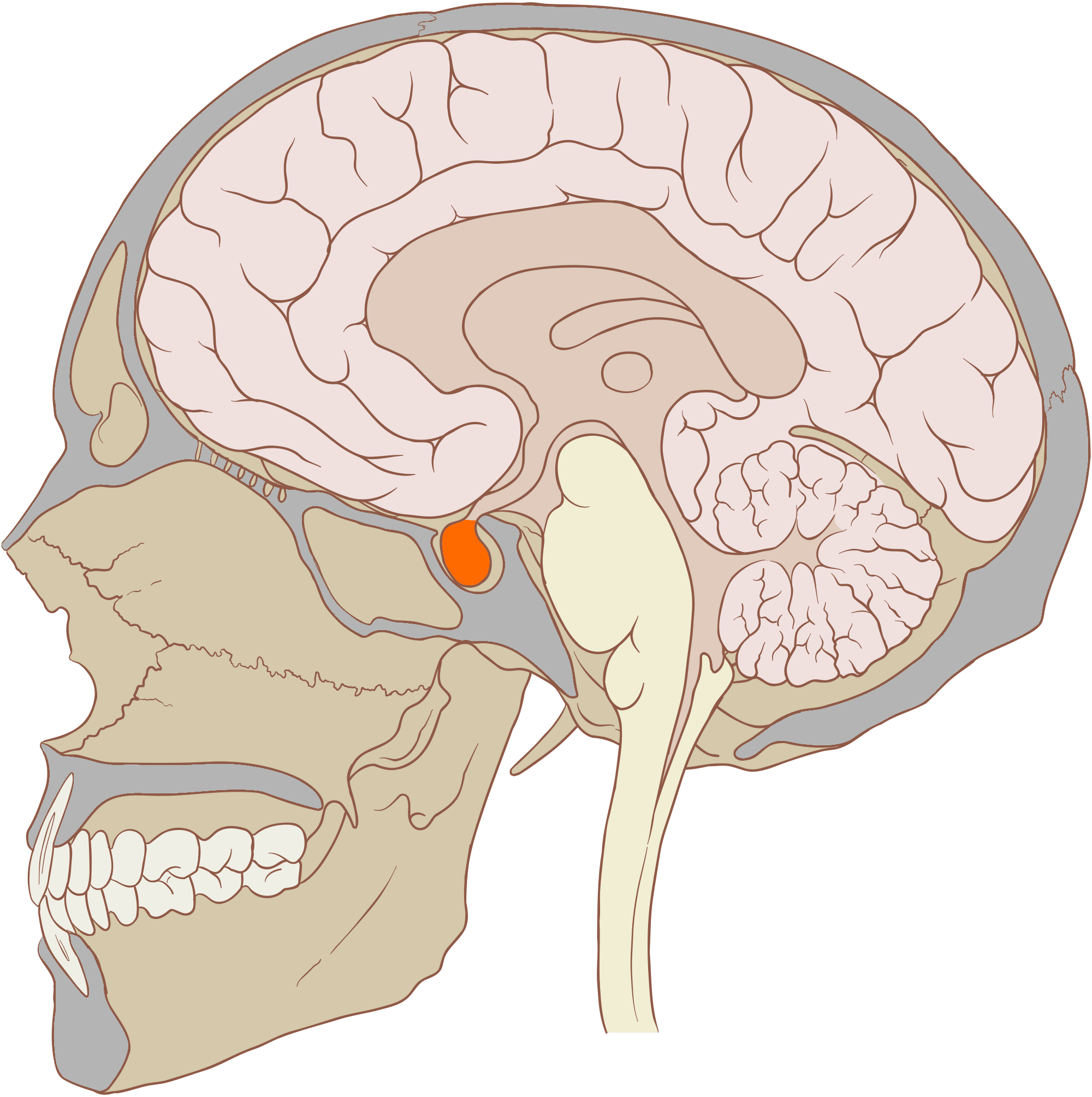 Physical location of the pituitary gland, close to the hypothalamus
