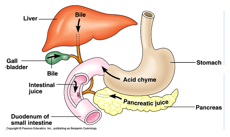 What Major Organs Are Components Of The Digestive Tract What Are The 