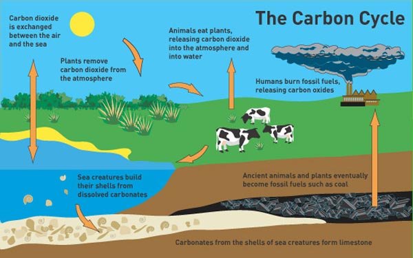 How does cellular respiration affect the carbon cycle? | Socratic