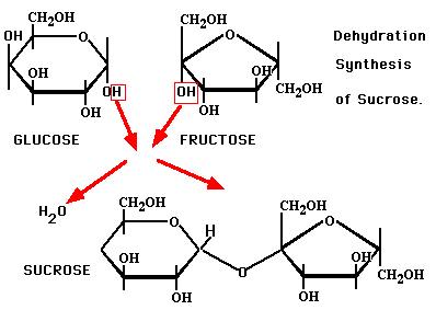 dehydration reaction diagram