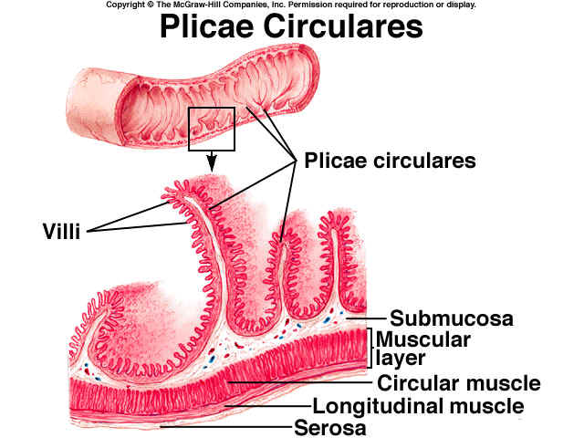 http://noobnim.in.th/surface-area-digestive-tract/plicae-circulares/