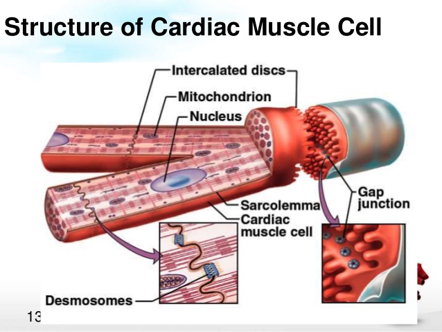 https://www.slideshare.net/KanimozhiSadasivam/cardiac-muscle-physiology-68104251