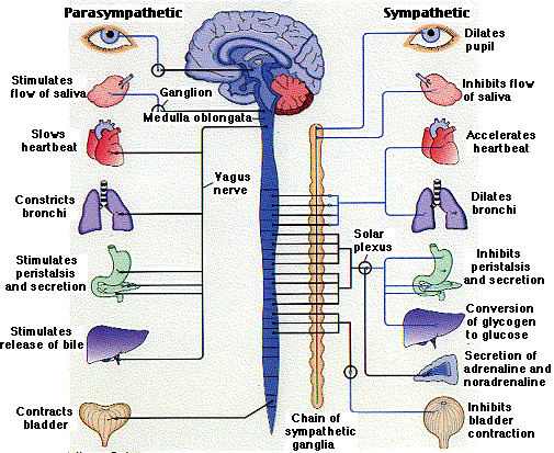 effector organs of the somatic nervous system are