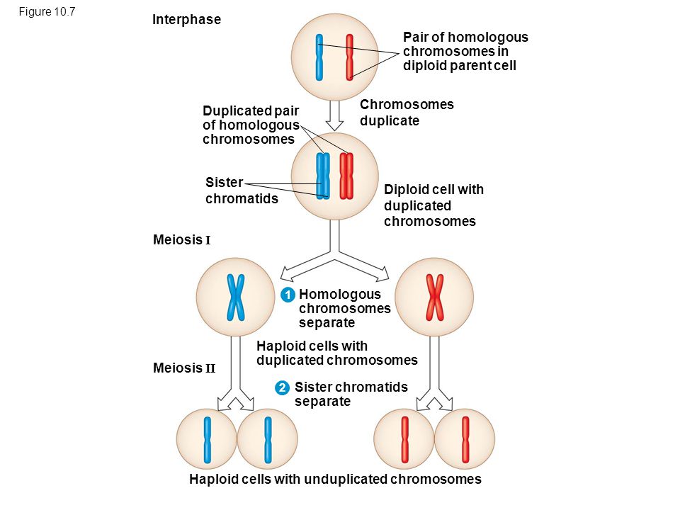What Stages Of Meiosis Are Diploid Socratic 