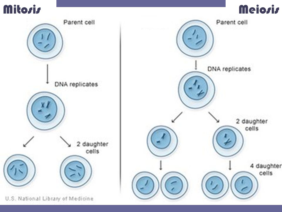 what is difference between mitosis and meiosis