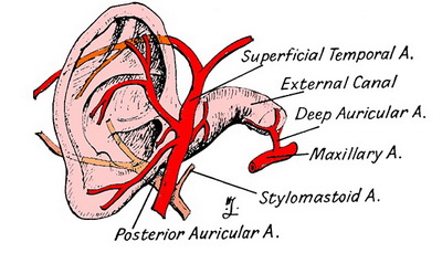 Auricular arteries