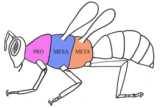 http://bugs.bio.usyd.edu.au/learning/resources/Entomology/images/Topics/extMorphology/thoraxComponents.gif