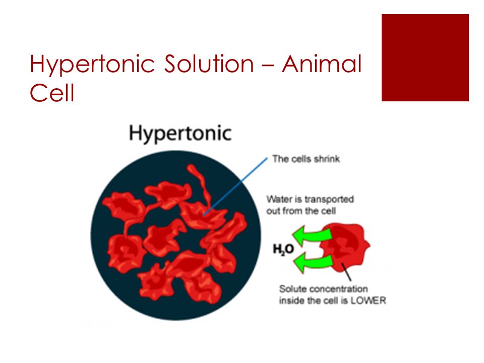 What happens to a cell as it is placed in a hypertonic ...