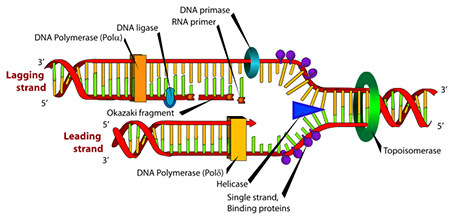 dxline.info/img/new_ail/dna-polymerase_1.jpg