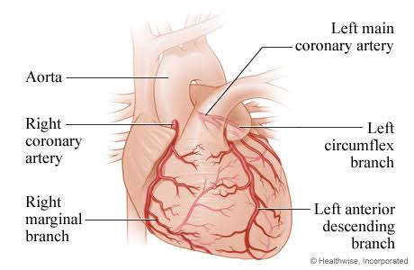 www.webmd.com/heart/the-heart-and-the-coronary-arteries-front-view