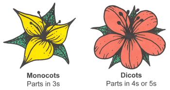 monocot and dicot plants