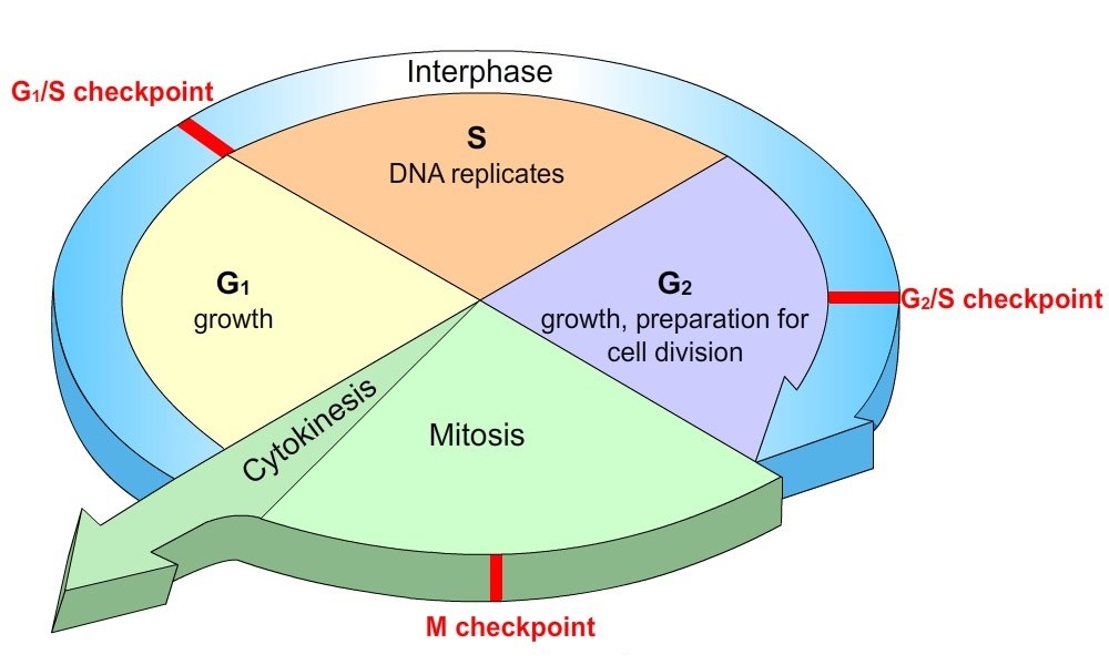 cell cycle diagram with checkpoints