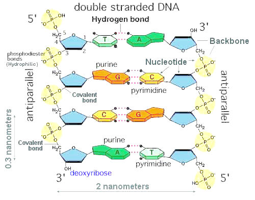 dna double helix hydrogen bonds