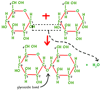 http://chemistry.tutorvista.com/organic-chemistry/glycosidic-linkage.html