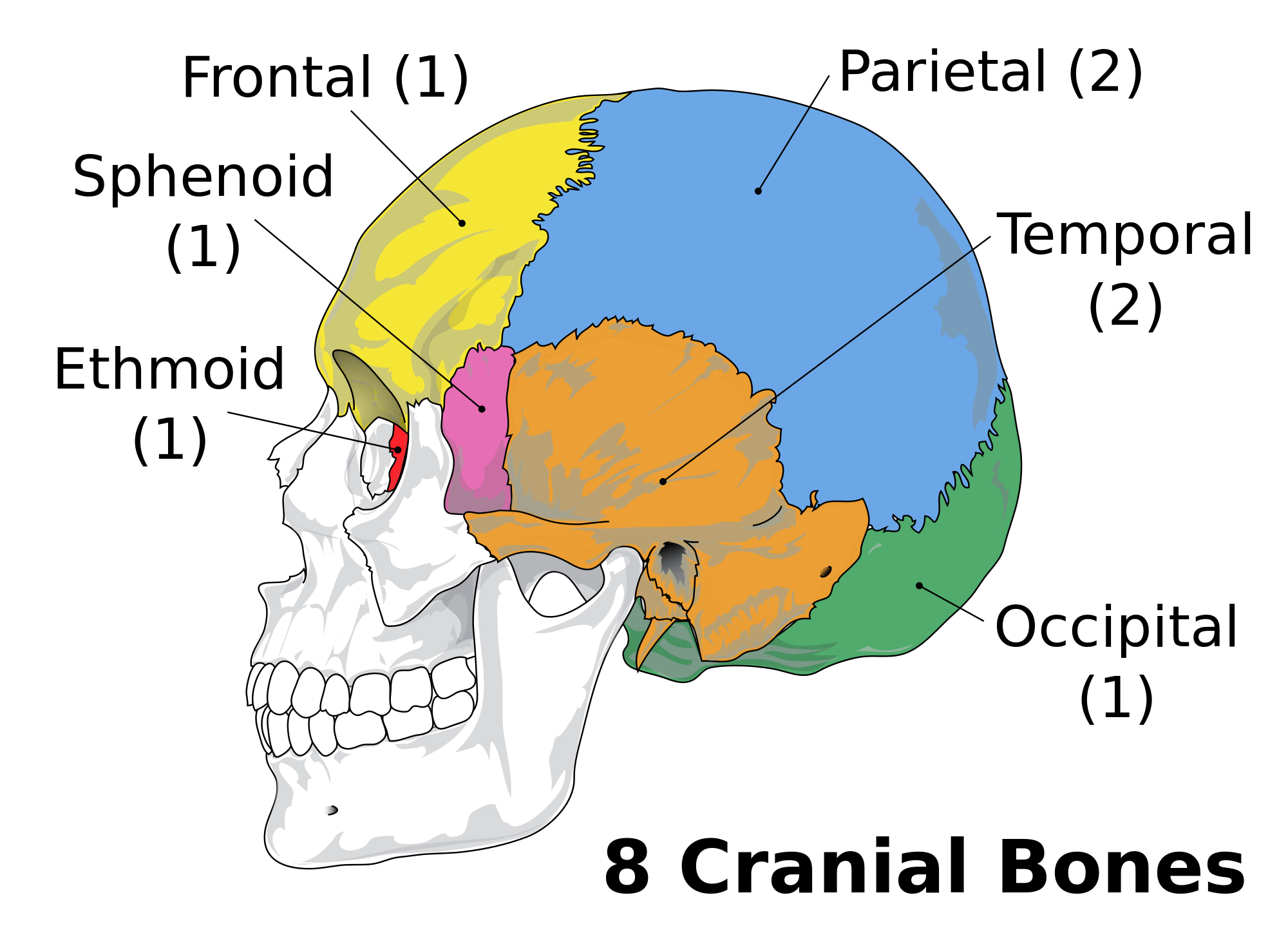 What are the names of the cranial bones? | Socratic