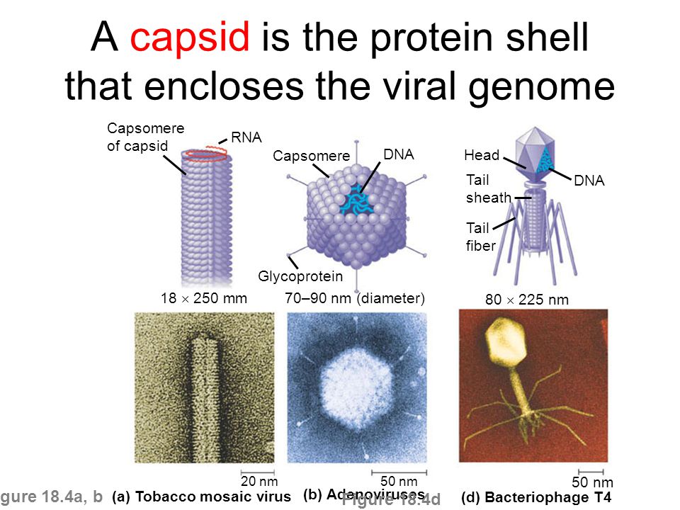 http://slideplayer.com/5220221/16/images/5/A+capsid+is+the+protein+shell+that+encloses+the+viral+genome.jpg