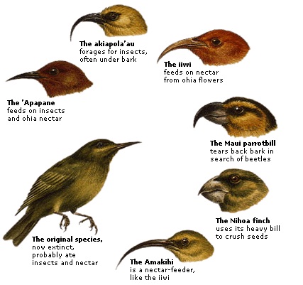 http://www.capitalotc.com/darwins-finches-adapted-their-beak-shapes-to-food-sources-study-shows/28964/