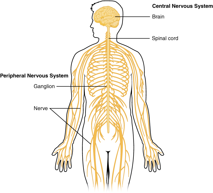 https://upload.wikimedia.org/wikipedia/commons/d/d3/1201_Overview_of_Nervous_Systemjpg