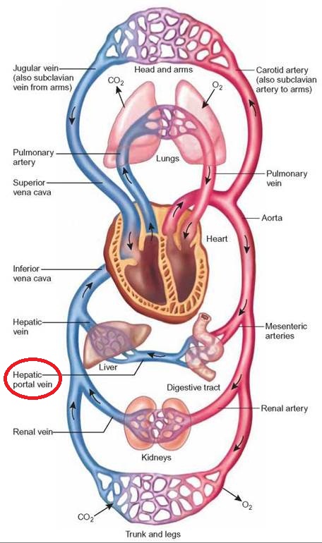 What Is A Portal System What Is The Purpose Of The Hepatic Portal Socratic