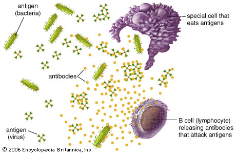 https://www.britannica.com/science/antibody