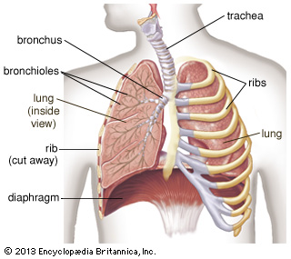 respiratory system diaphragm