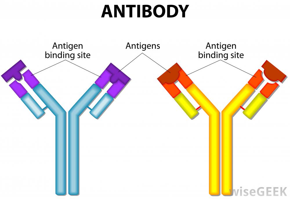 antibody production b cells