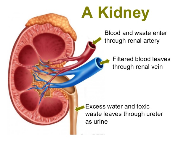 https://image.slidesharecdn.com/032urinarysystem-140830061529-phpapp02/95/physiology-and-anatomy-of-urinary-system-5-638jpg