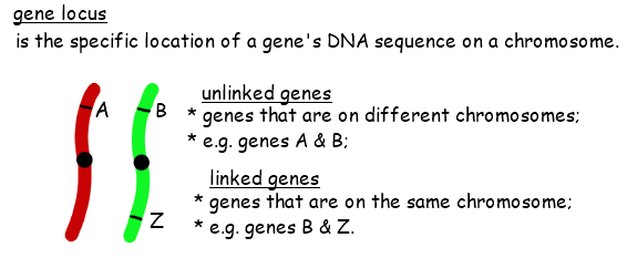http://ibbiologyhelp.com/GeneticsandEvolution/geneloci.png