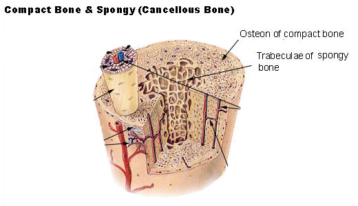 In A Cross Section Of A Bone You Can Usually See Two Types Of Bone Tissues What Are These Called Socratic